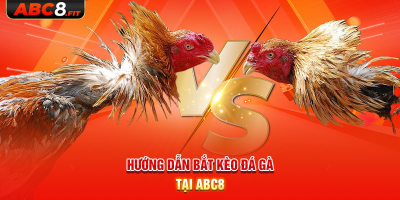 Hướng dẫn bắt kèo đá gà tại ABC8