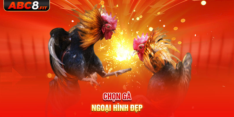 Chọn gà ngoại hình đẹp